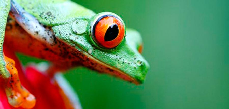 LIG-Wildlife-CostaRica-Blog