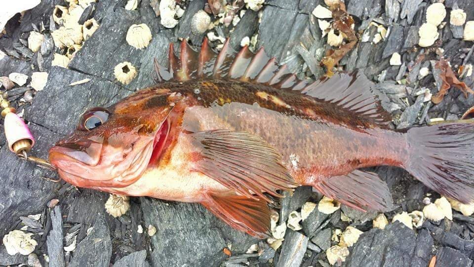 40582668_508657969578238_2812167156026834944_n little rockfish